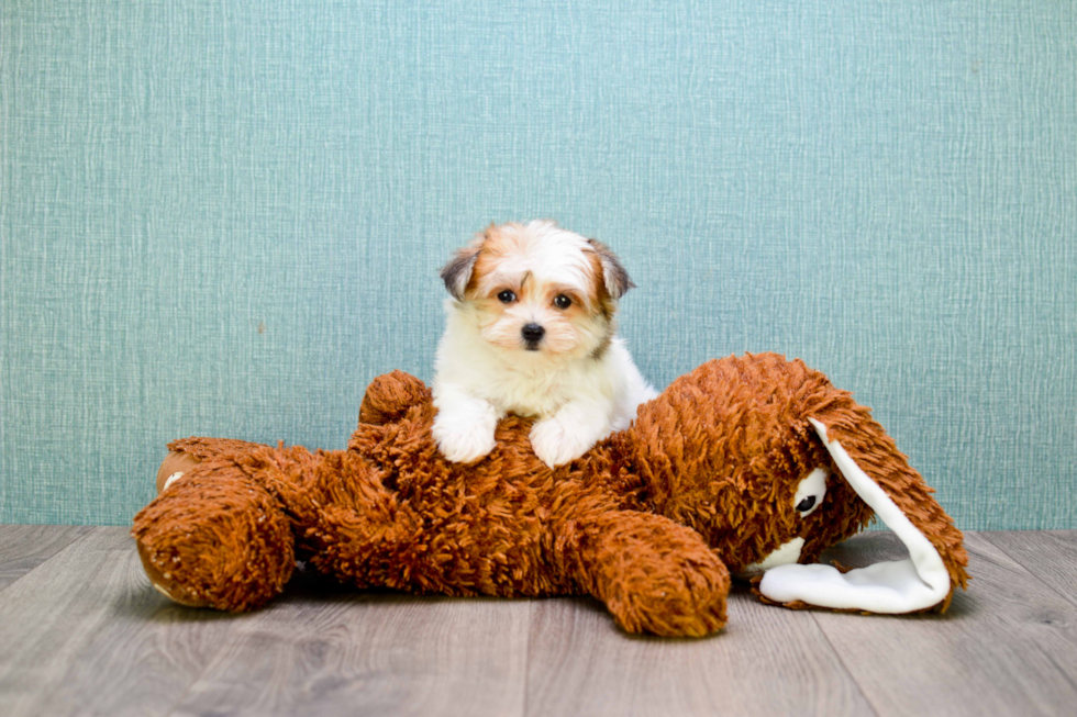 Playful Havanese Purebred Pup