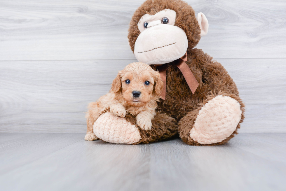 Sweet Cavapoo Baby