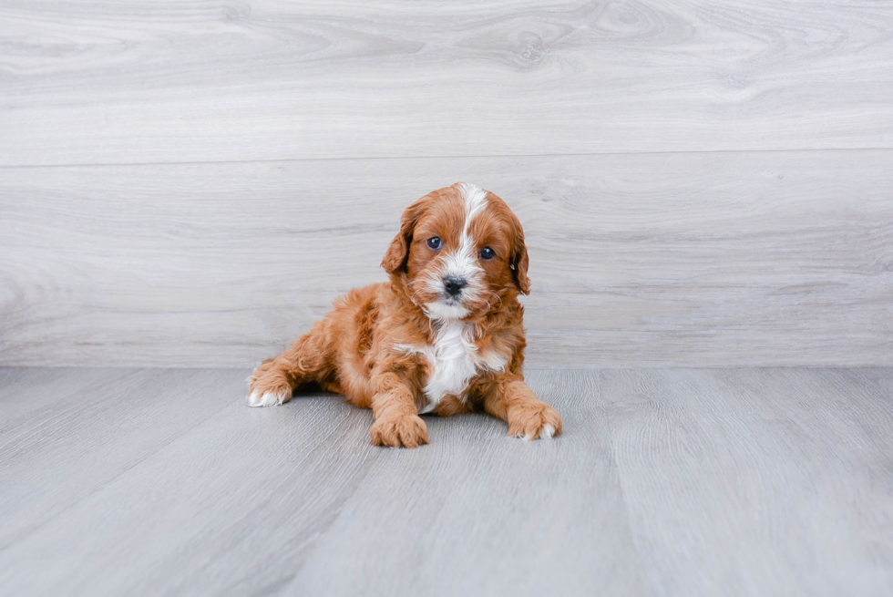 Best Cavapoo Baby