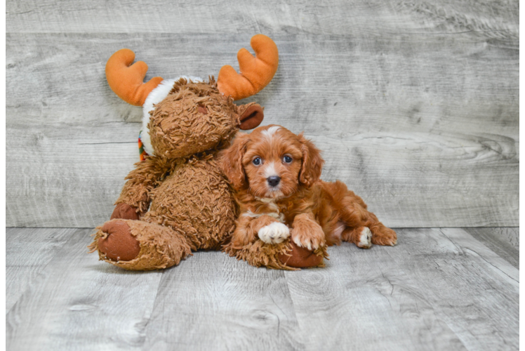 Best Cavapoo Baby