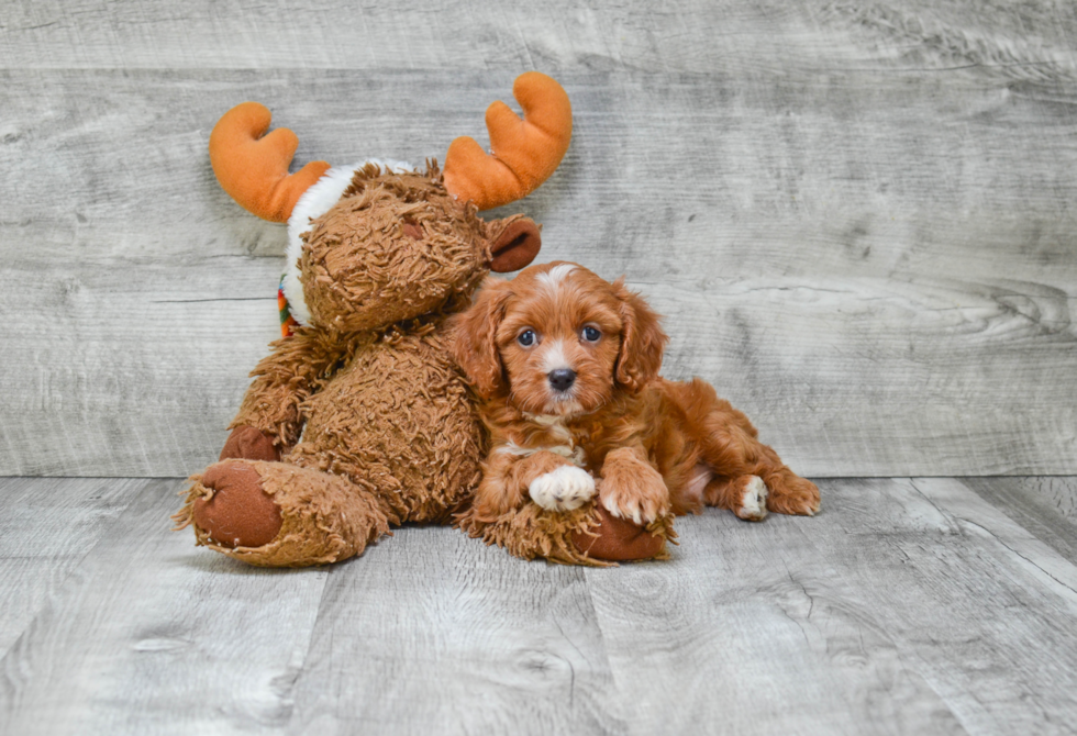 Best Cavapoo Baby