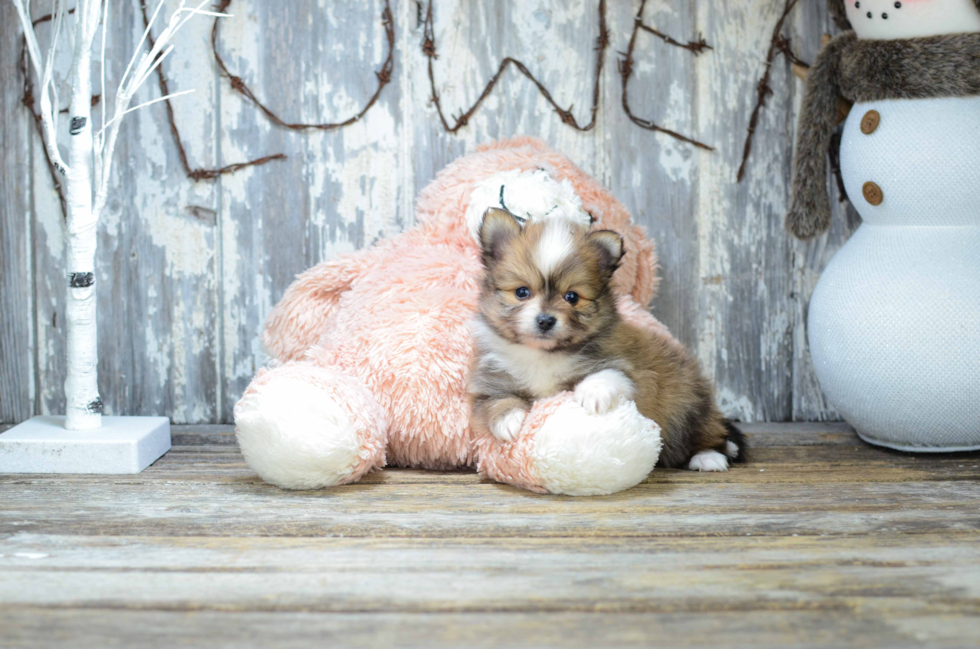 Sweet Pomeranian Purebred Puppy