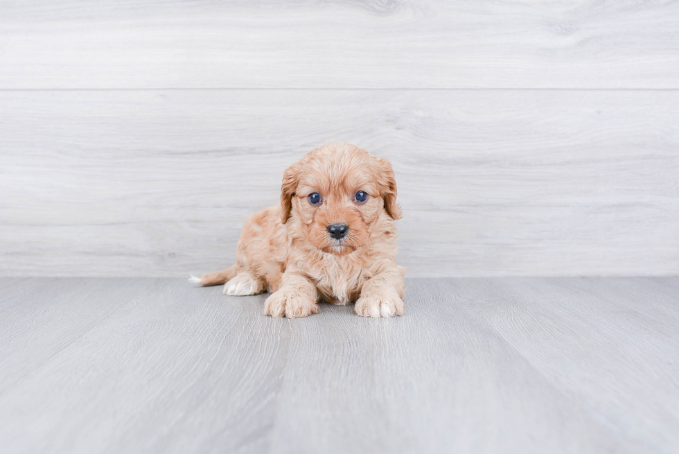 Cavapoo Puppy for Adoption