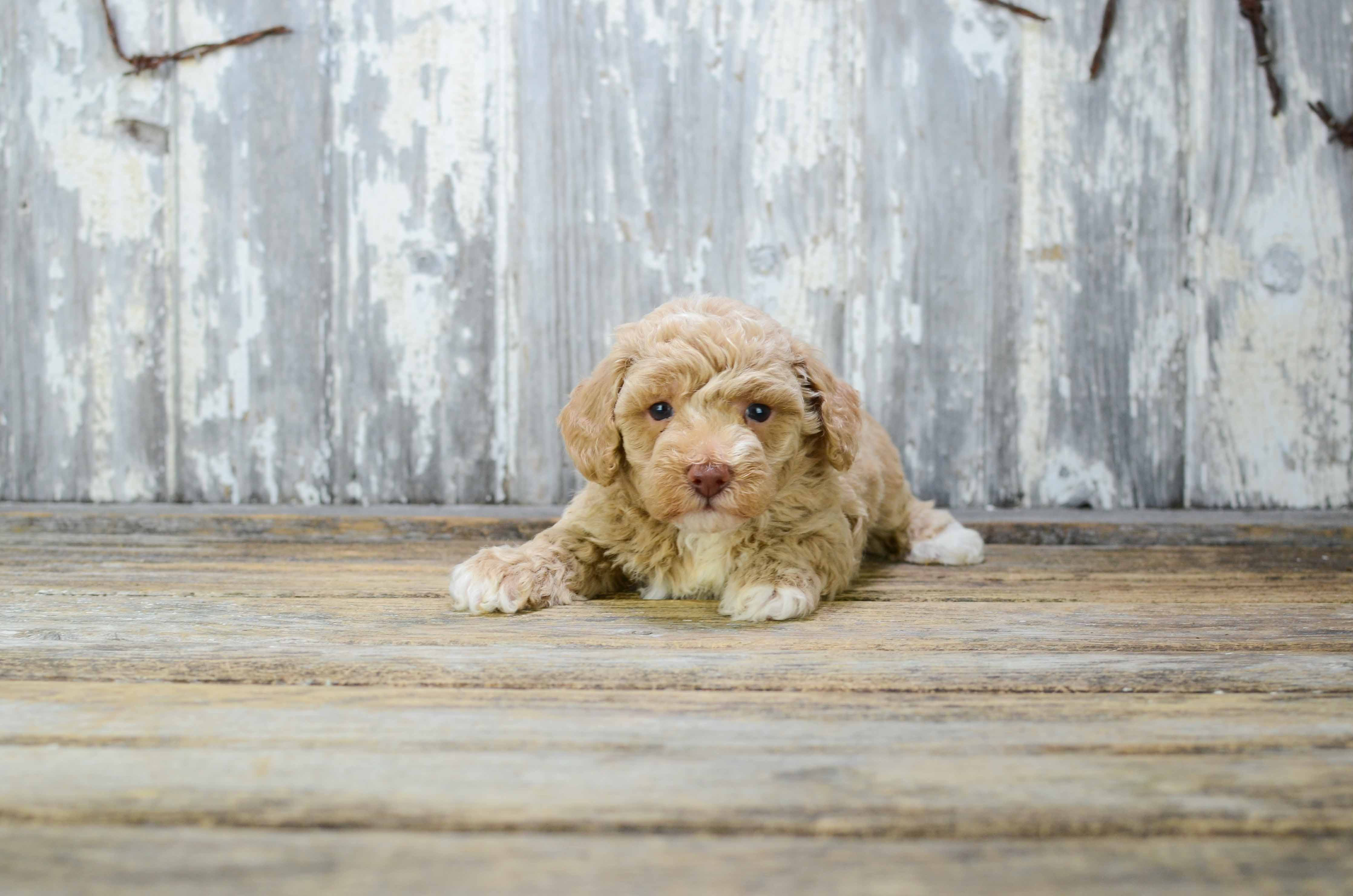 Hypoallergenic Poodle Baby