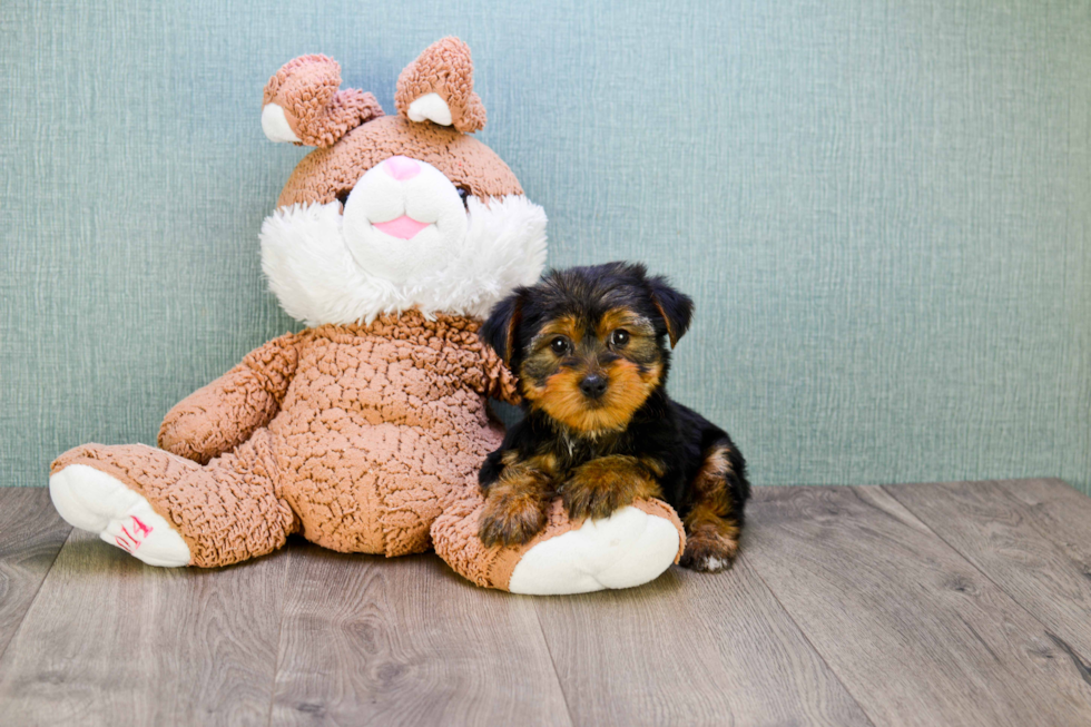 Meet Snickers - our Yorkshire Terrier Puppy Photo 