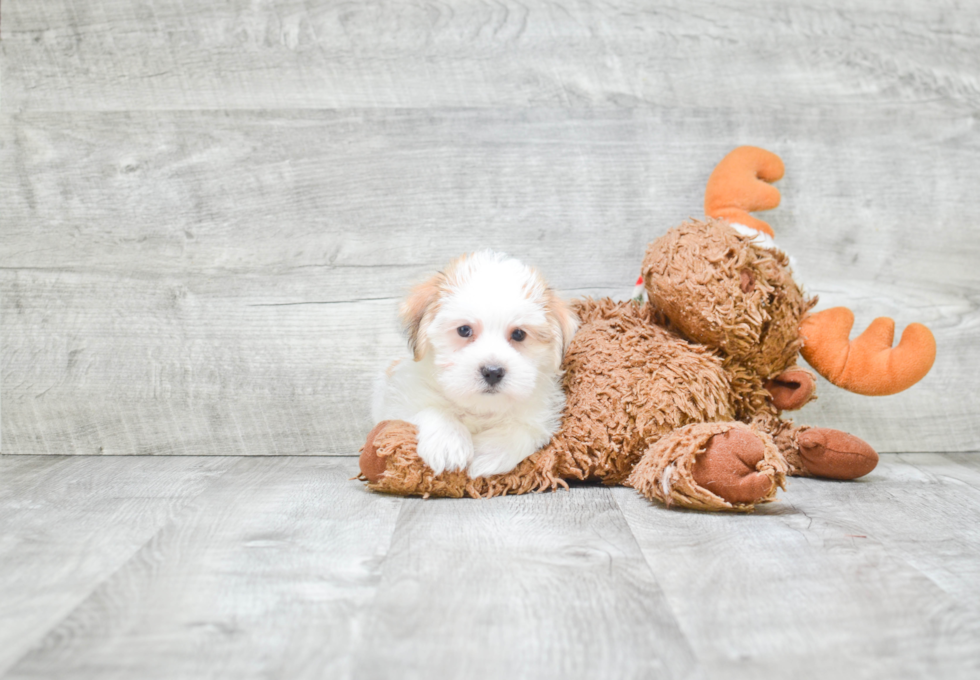 Morkie Puppy for Adoption