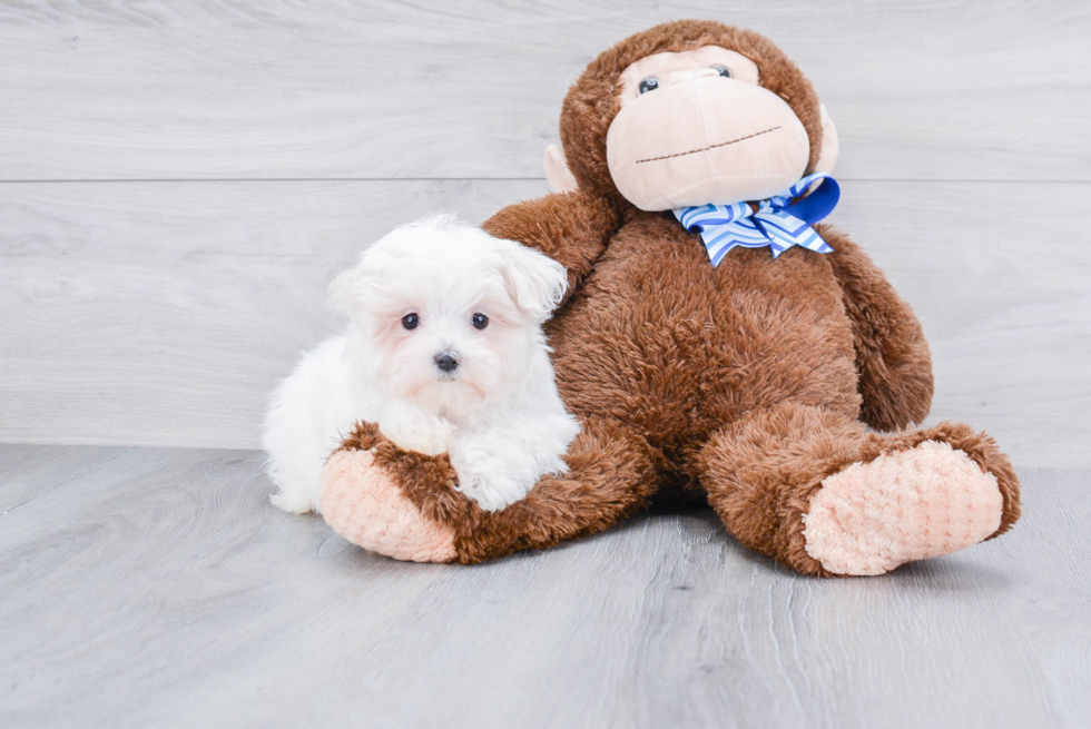 Friendly Maltese Baby