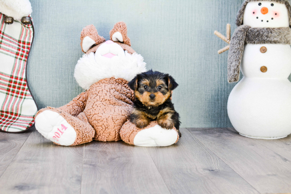 Meet Twinkle - our Yorkshire Terrier Puppy Photo 