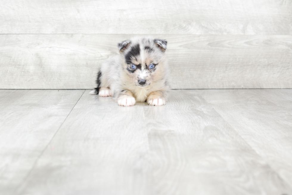 Fluffy Pomsky Designer Pup