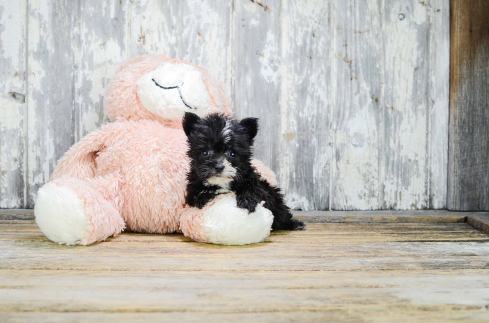 Havanese Puppy for Adoption