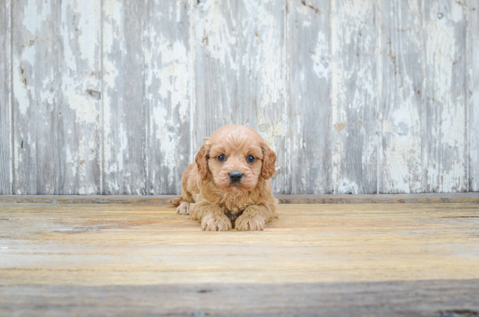 Cavapoo Pup Being Cute