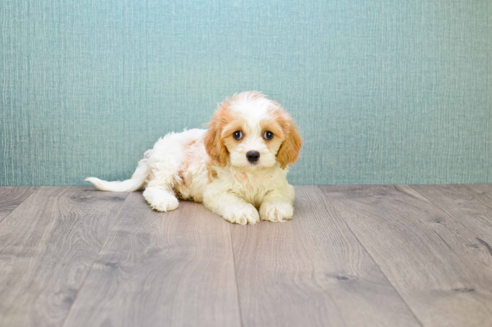 Best Cavachon Baby