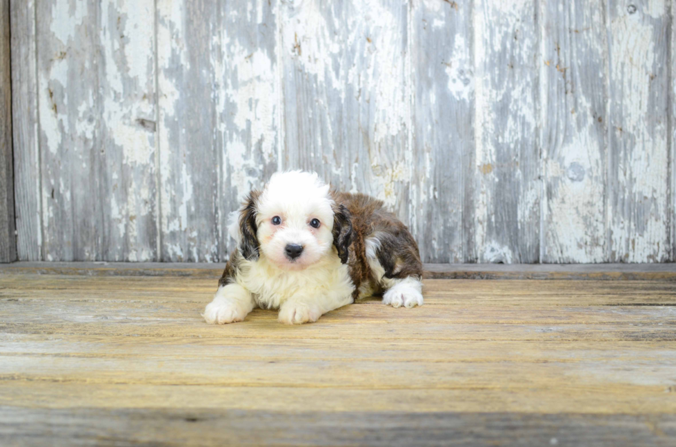 Adorable Aussiepoo Poodle Mix Puppy