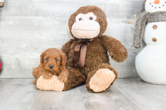 Cavapoo Pup Being Cute