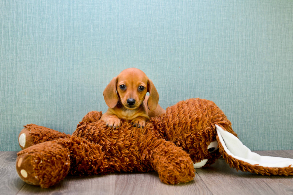 Cute Dachshund Purebred Puppy