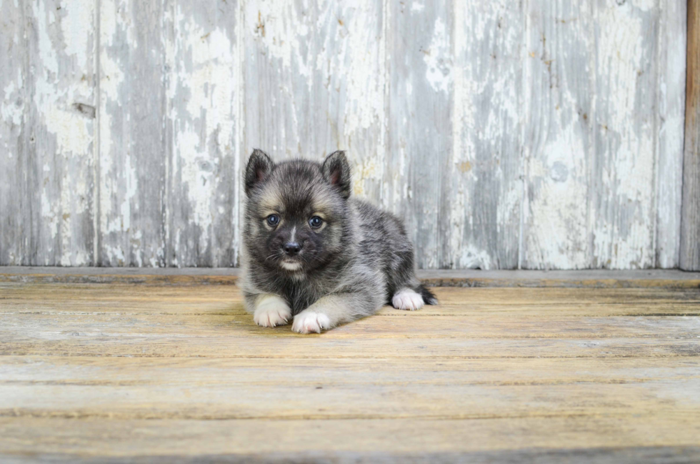 Best Pomsky Baby