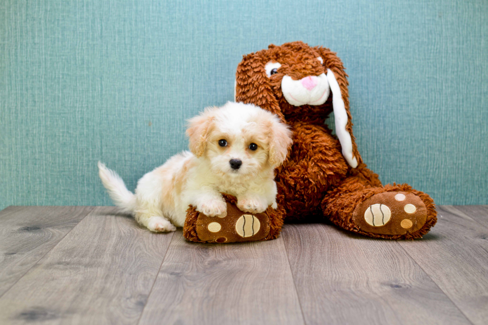 Smart Cavachon Designer Pup