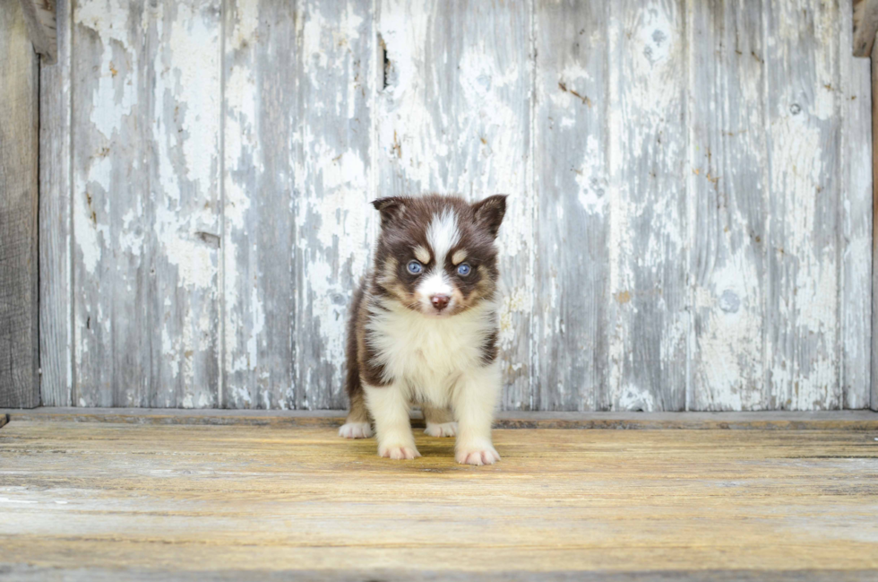 Pomsky Puppy for Adoption