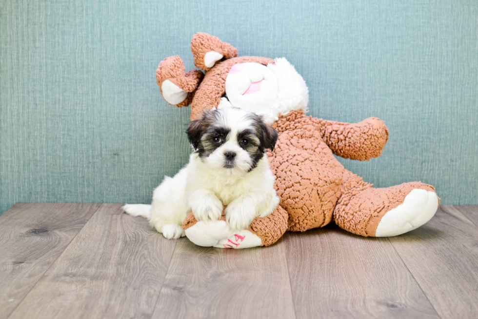 Funny Teddy Bear Designer Pup