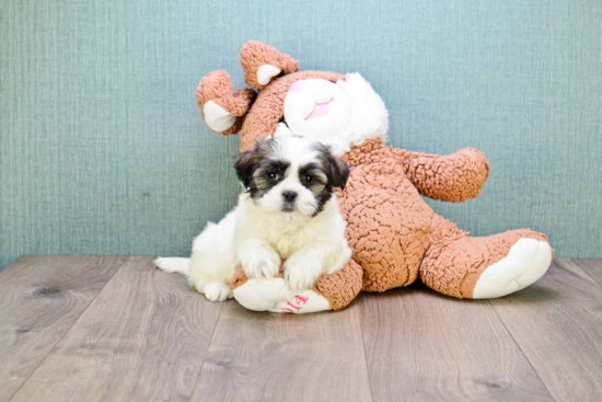 Funny Teddy Bear Designer Pup