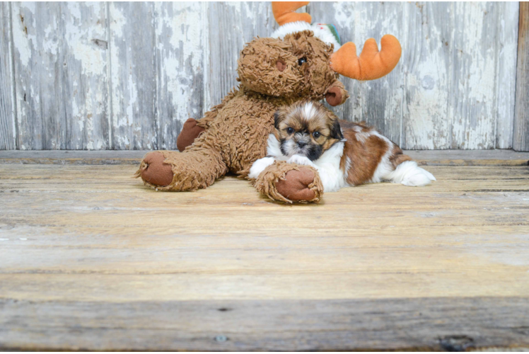 Teddy Bear Pup Being Cute