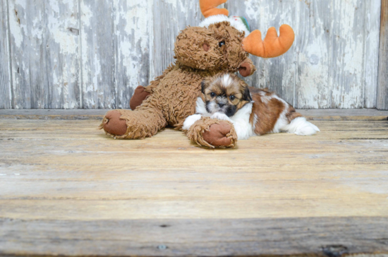 Teddy Bear Pup Being Cute