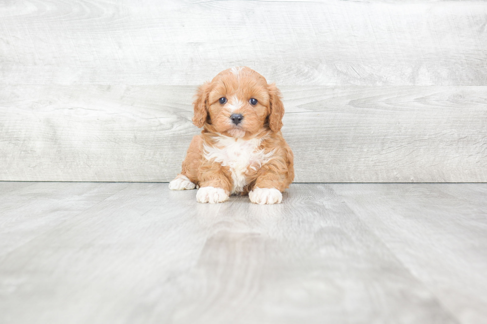 Best Cavapoo Baby