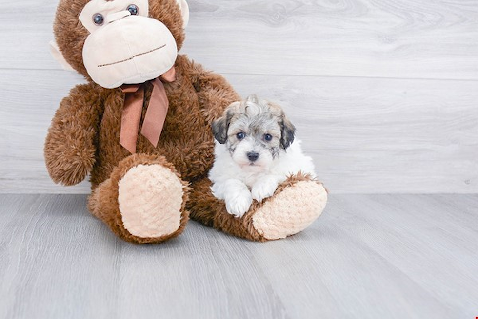 Small Maltipoo Baby