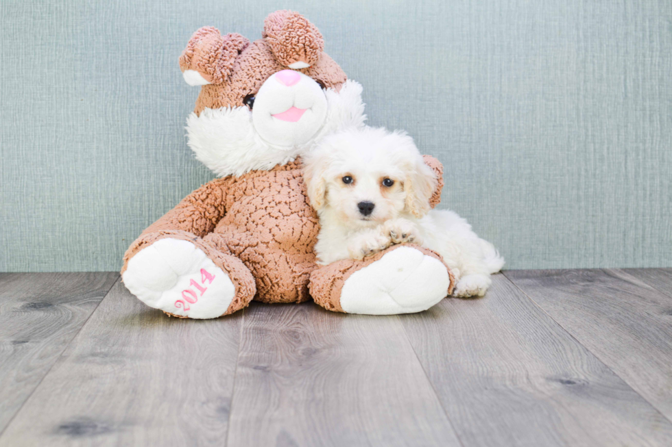 Funny Cavachon Designer Pup