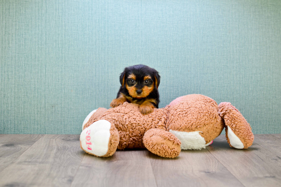 Meet Timmy - our Yorkshire Terrier Puppy Photo 