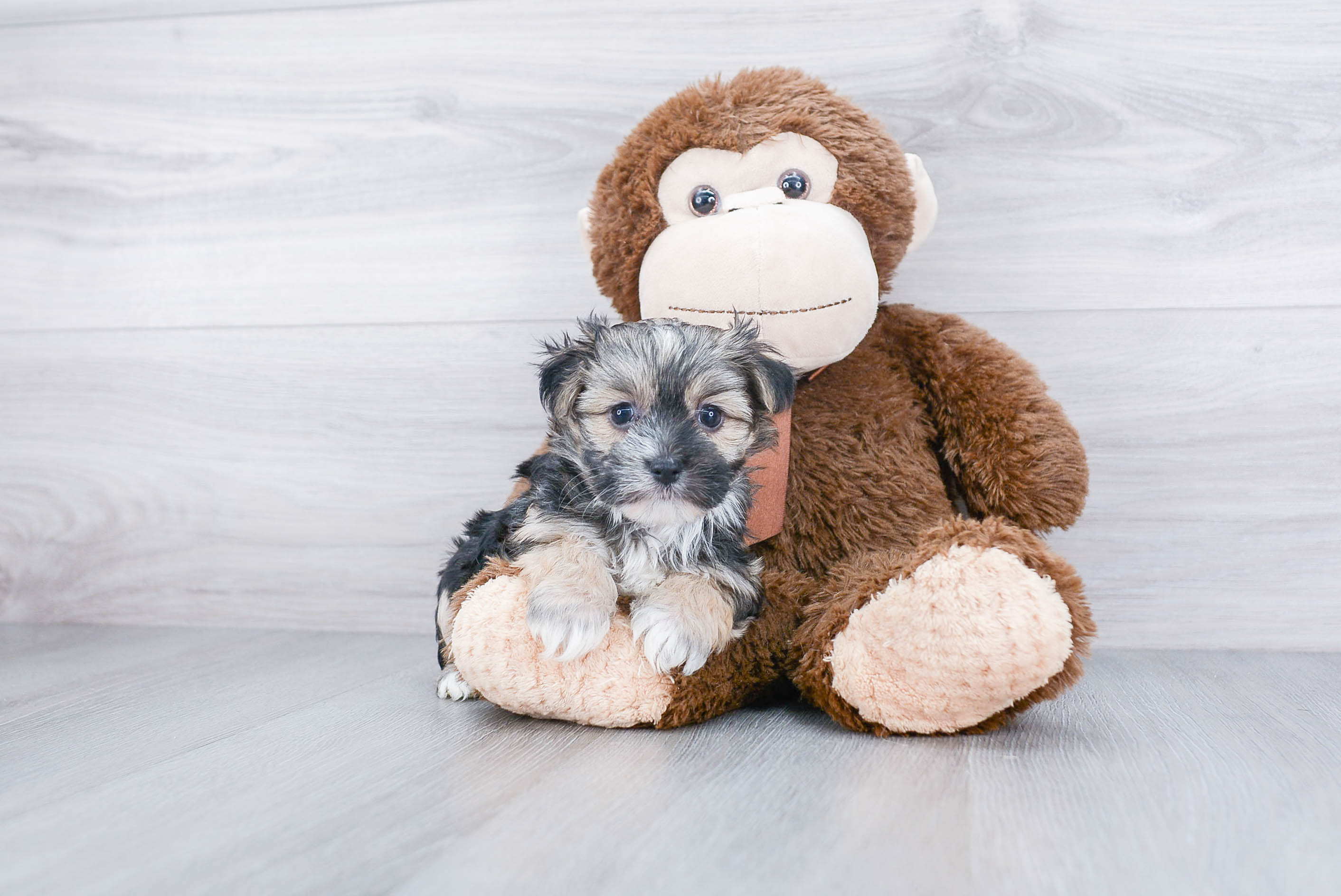 Best Morkie Baby