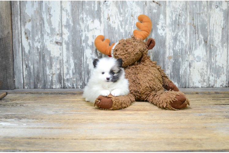 Pomeranian Pup Being Cute