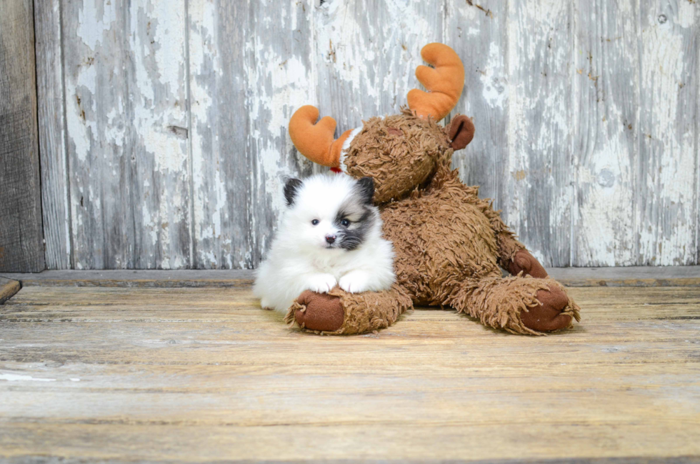 Pomeranian Pup Being Cute