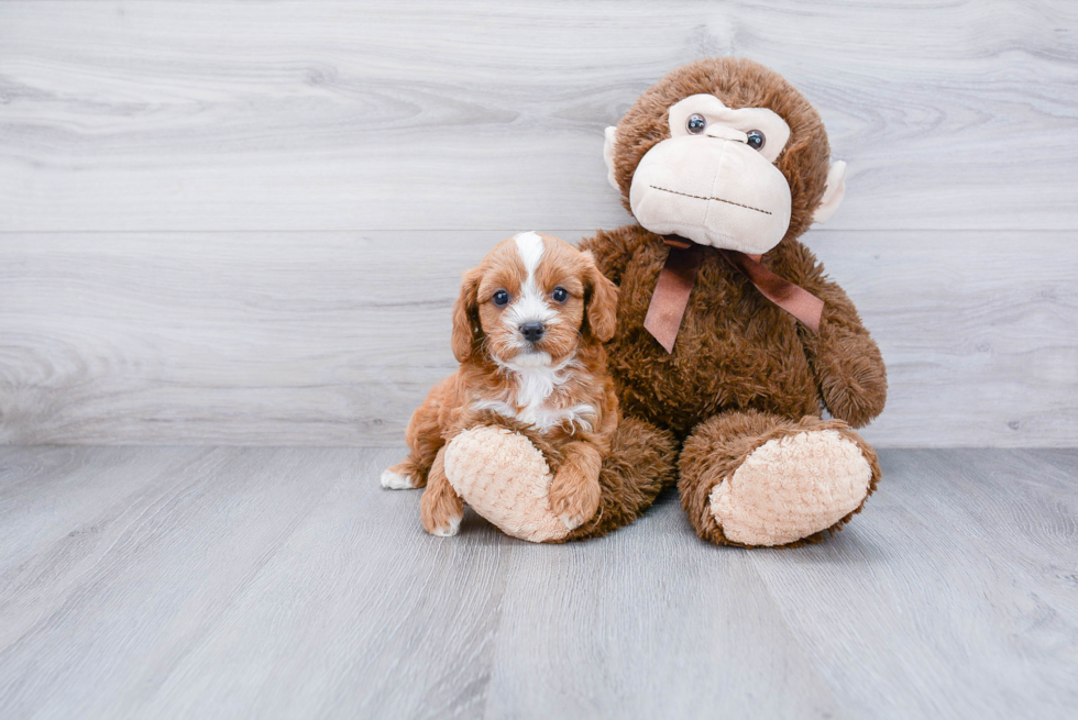 Playful Cavoodle Poodle Mix Puppy