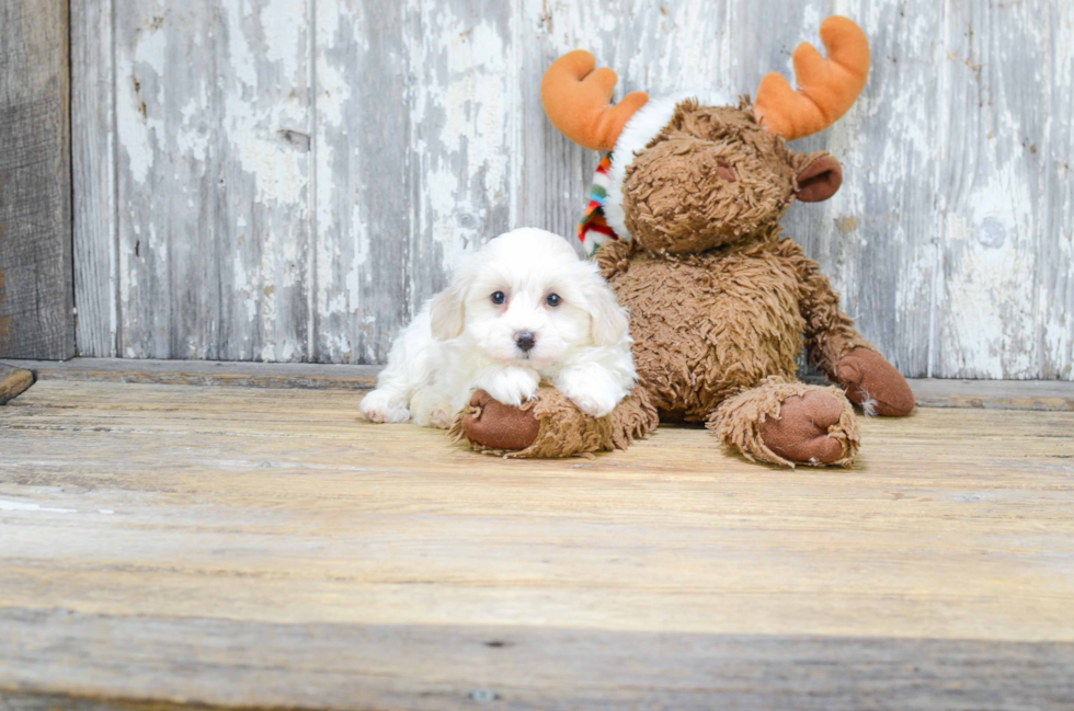 Sweet Havanese Purebred Puppy