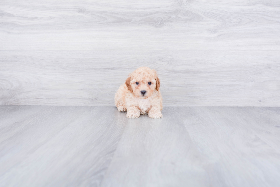 Playful Poodle Baby