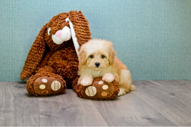 Energetic Maltese Poodle Poodle Mix Puppy