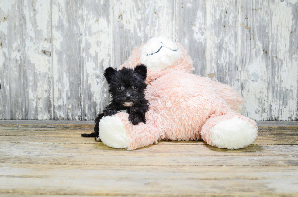 Morkie Pup Being Cute