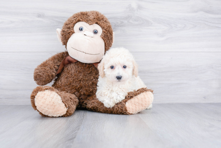 Maltipoo Puppy for Adoption