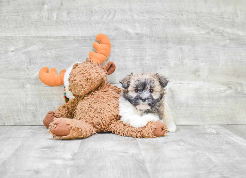 Akc Registered Havanese Baby