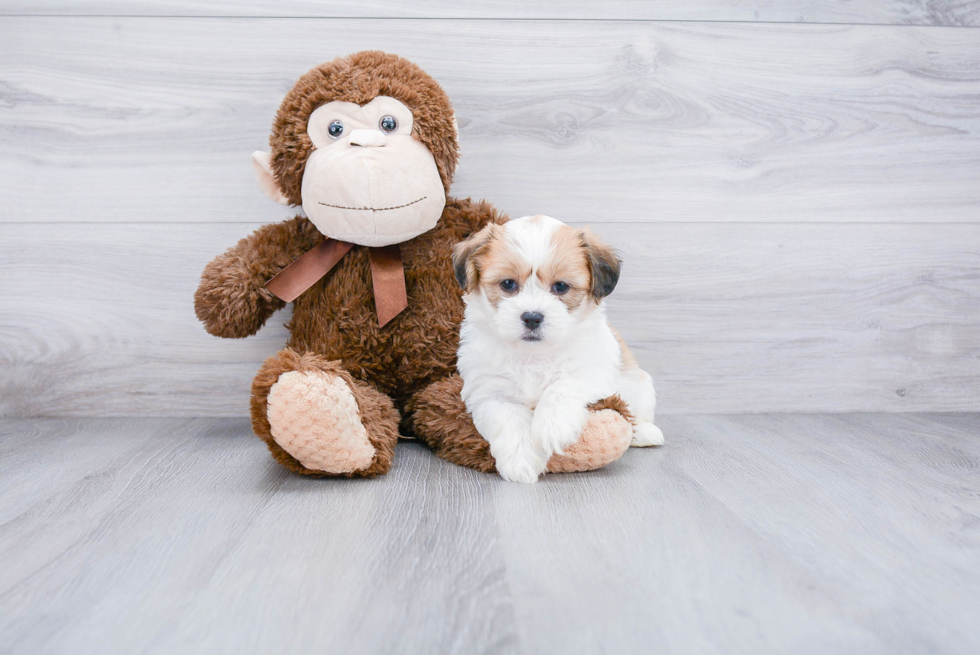 Popular Teddy Bear Designer Pup