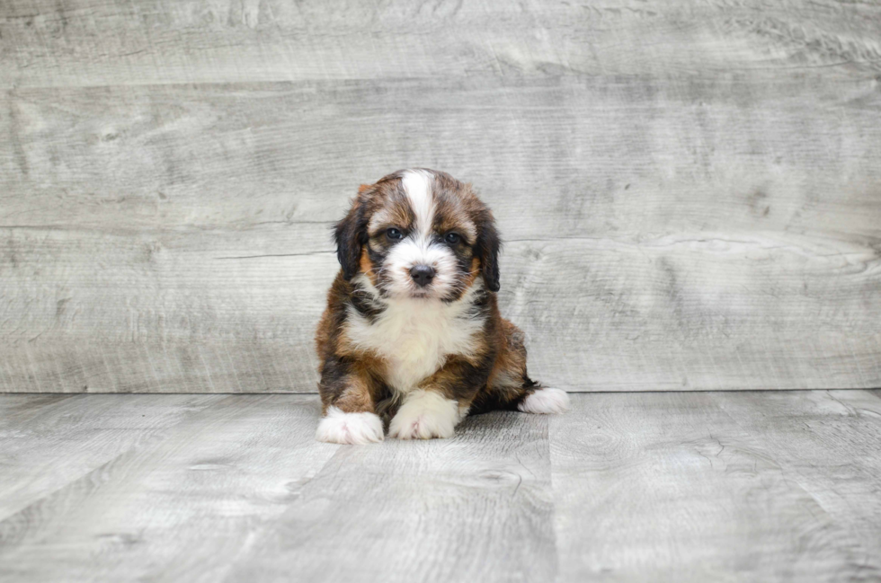 Little Bernadoodle Poodle Mix Puppy