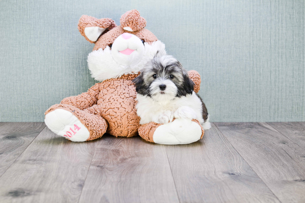 Best Havanese Baby