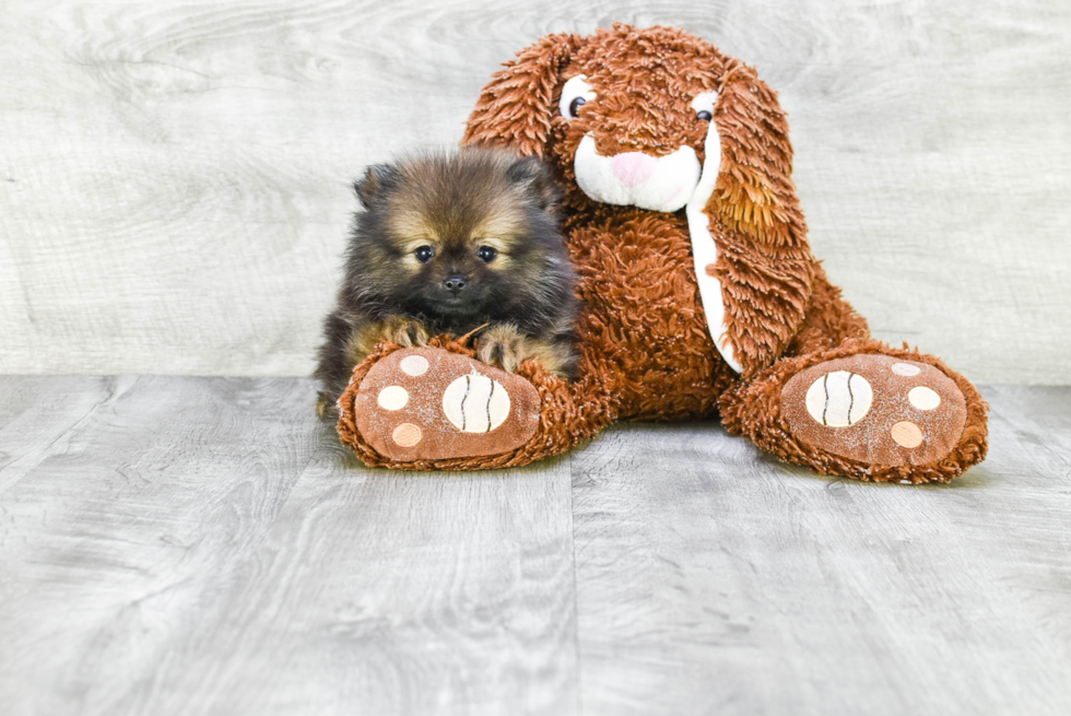 Hypoallergenic Pomeranian Purebred Pup