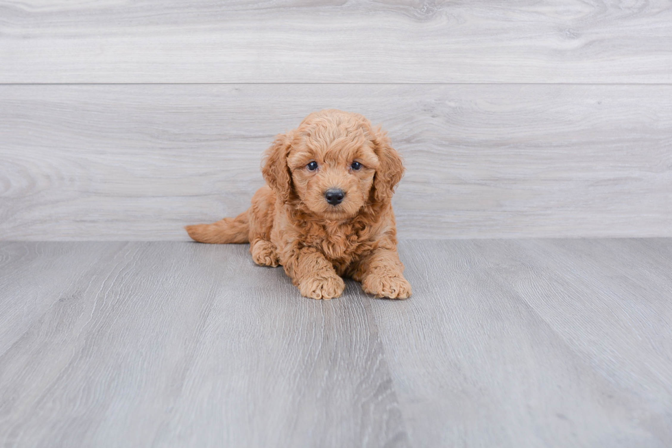 Hypoallergenic Golden Retriever Poodle Mix Puppy