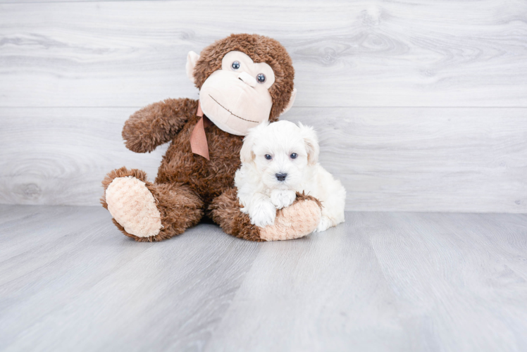 Maltipoo Pup Being Cute