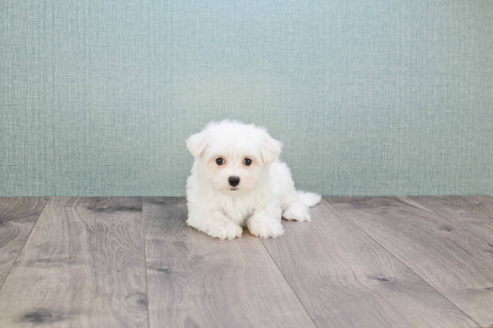 Small Maltese Purebred Pup