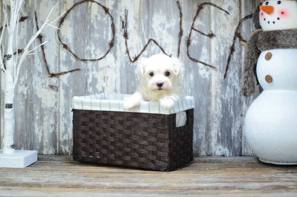 Havanese Puppy for Adoption