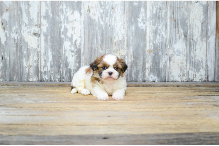 Fluffy Teddy Bear Designer Pup