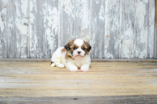 Fluffy Teddy Bear Designer Pup